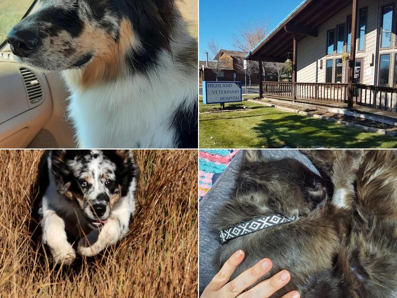 Highland Veterinary Hospital