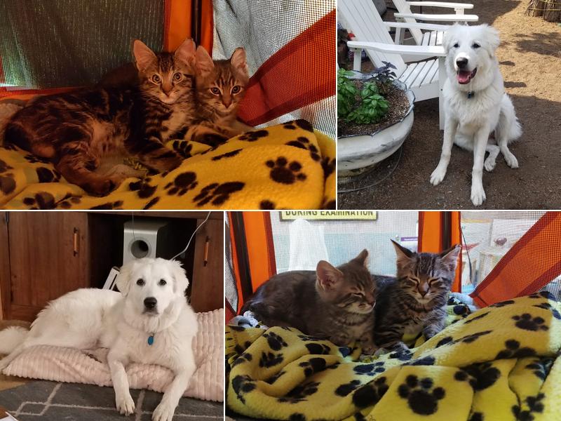 Broken Top Veterinary Clinic