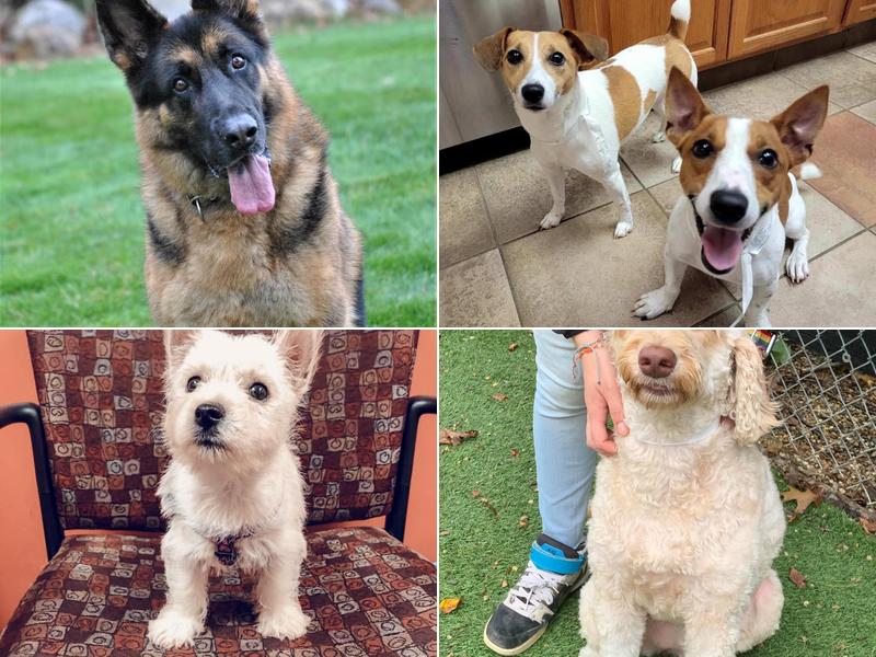 Countryside Veterinary Hospital: Billingham Zabeth DVM