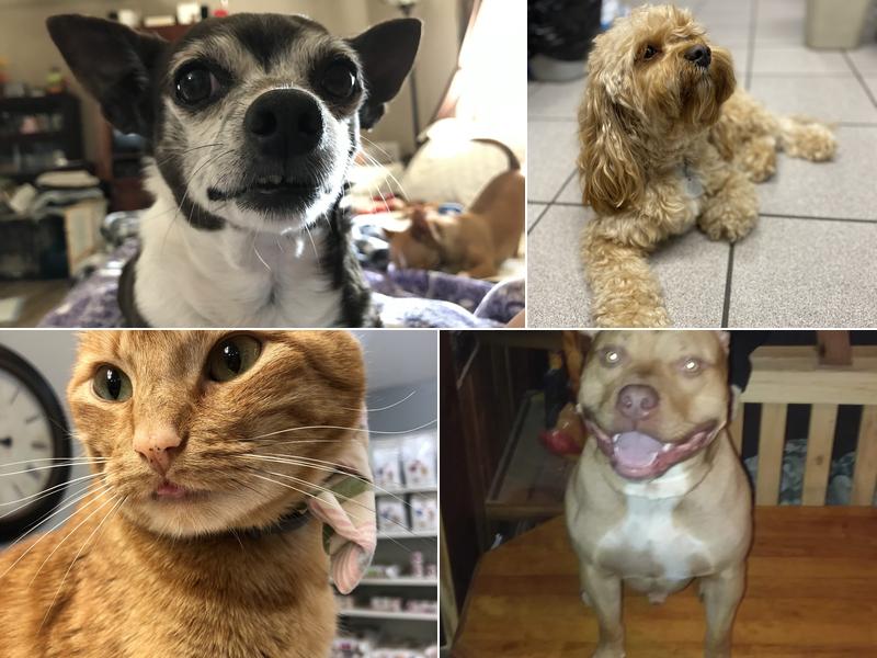 Northshore Animal Hospital Inc