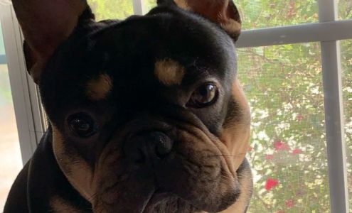 Verden Veterinary Clinic 2183 County Street 2760, Verden Oklahoma 73092