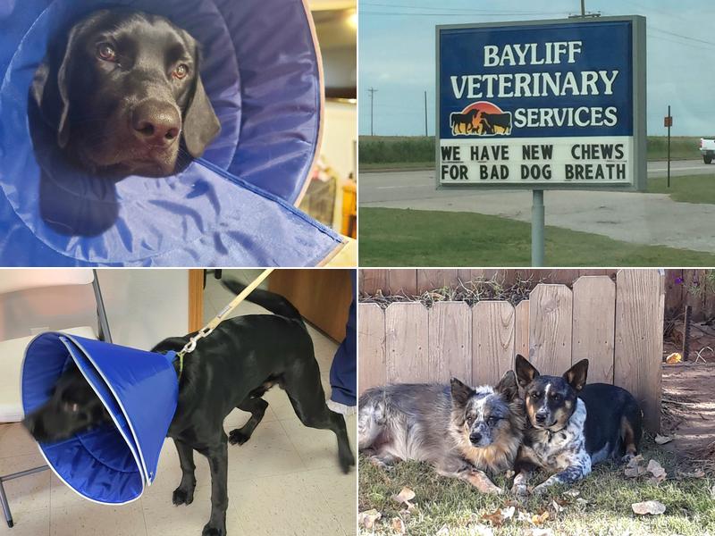 Bayliff Veterinary Services