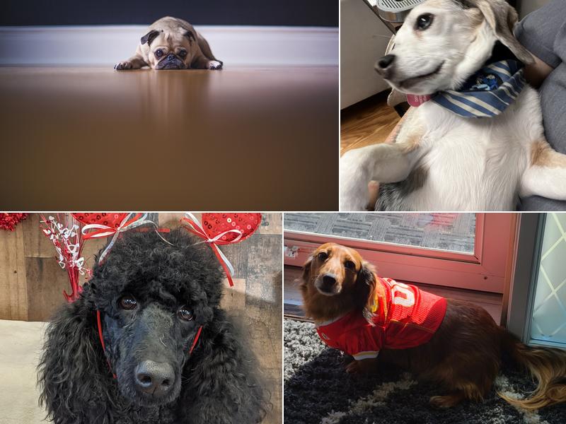 All Creatures Small Animal