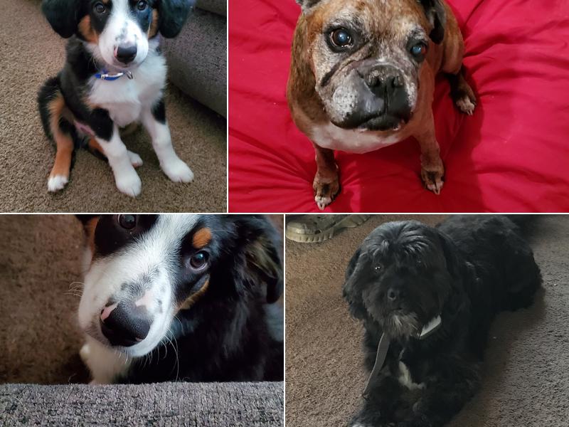 Taylor Veterinary Clinic