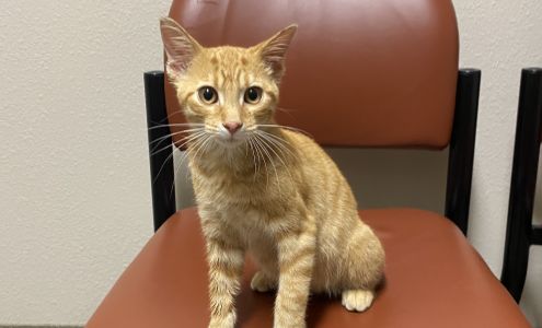 Unionville Veterinary Clinic Unionville