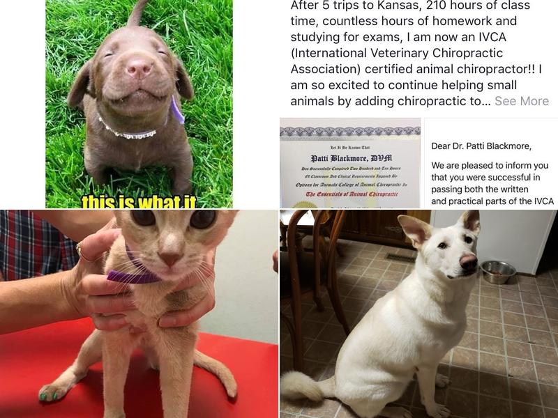 Get Spot A Shot Pet Clinic