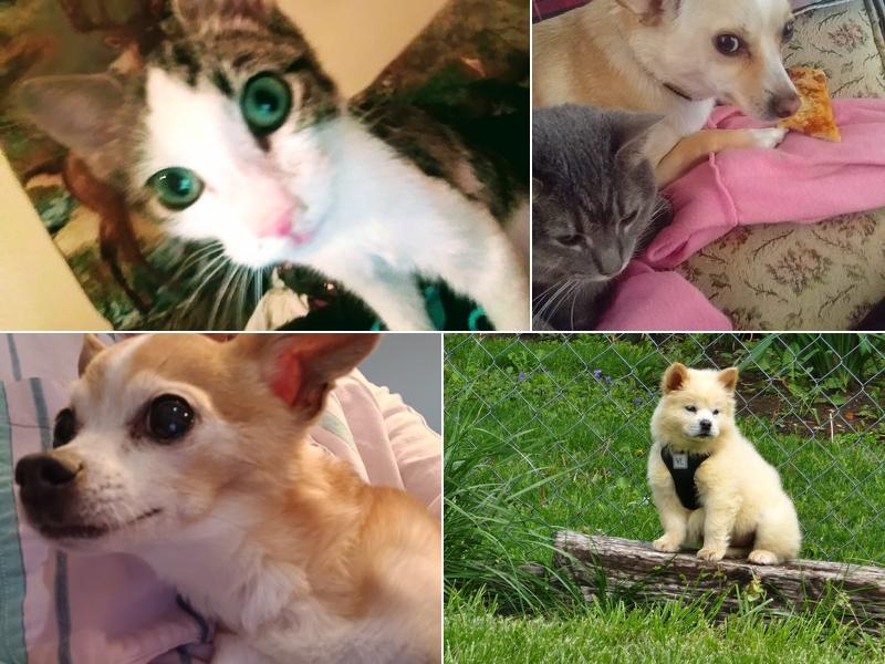 Split Rail Animal Clinic Ltd