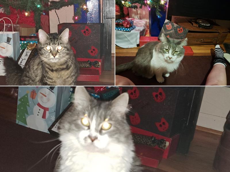 Swope KC & Melanie Dvm's