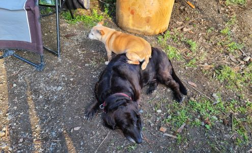 Colville Animal Hospital 572 S Main St, Colville Washington 99114