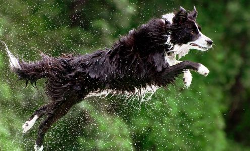 Kossuth Veterinary Clinic Algona