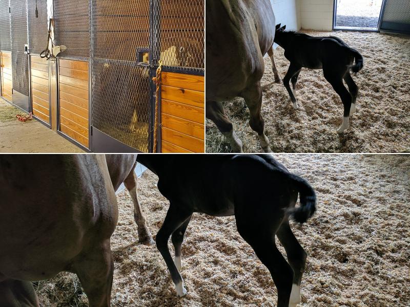 Greystone Veterinary Service