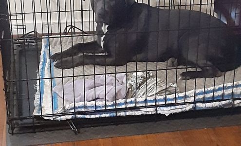 Upper Valley Animal Clinic Saint Helena