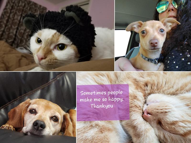 Searsport Veterinary Hospital