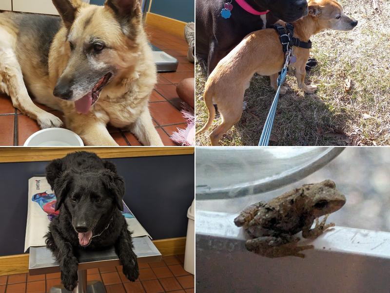 Naples Veterinary Clinic