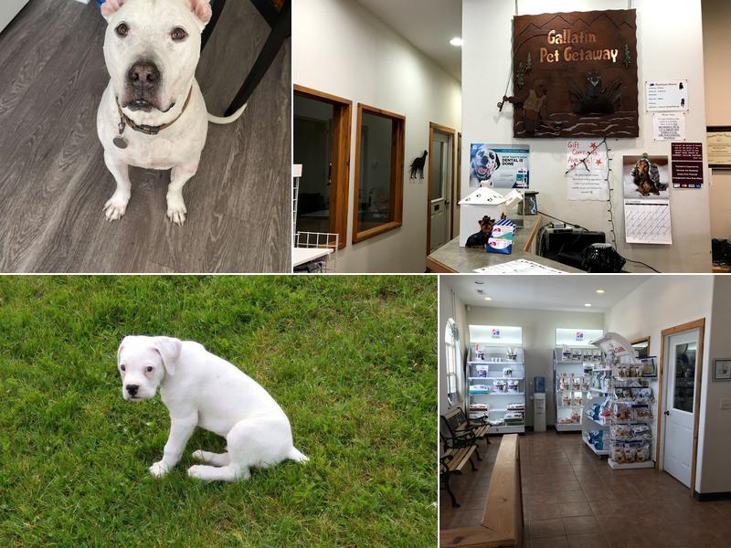 Gallatin Pet Getaway