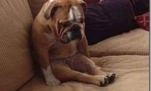 Union Stockyard Vet Clinic Morrisville