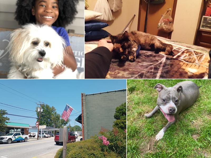 Mule Town Veterinary Hospital