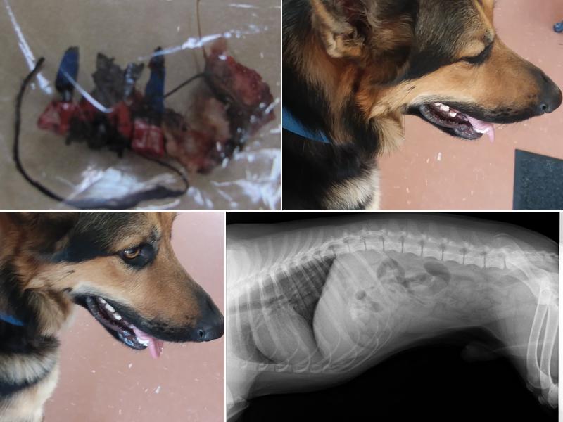 Kennett Veterinary Clinic: Brigance Carol DVM