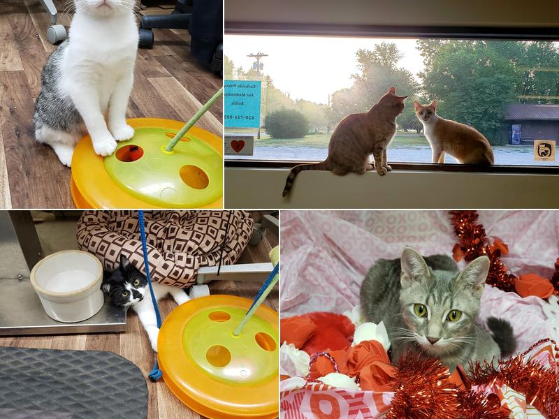 Girard Animal Hospital: Endicott-Holde Kristal DVM