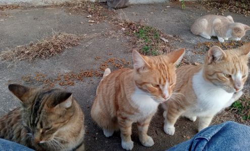 Town & Country Veterinary Clinic Green Forest