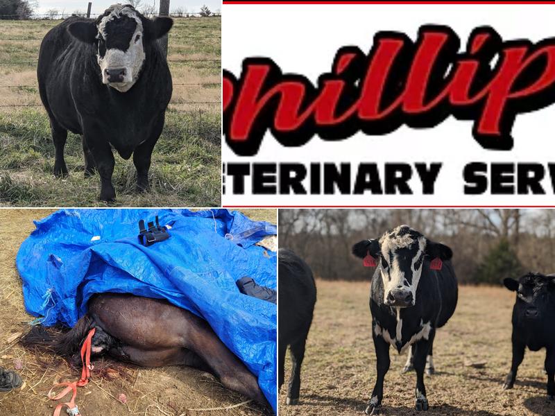 phillips veterinary services