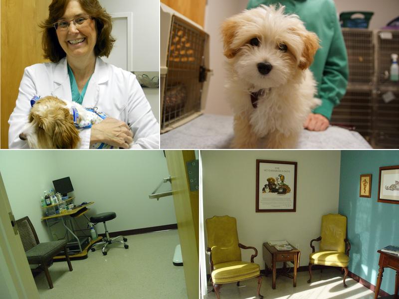 Alexander At The Park Veterinary Hospital