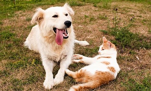 Boulevard Animal Hospital