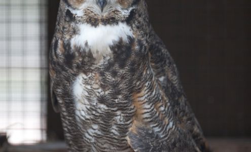 Treehouse Wildlife Center Inc Dow