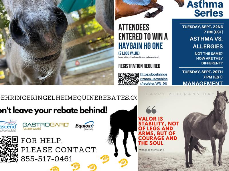 Dover Equine Veterinary: Cuthbertson Callie DVM