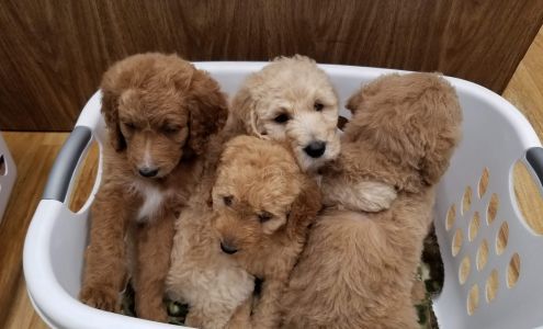 Mexico Animal Hospital