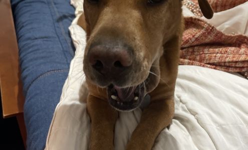 Country Veterinary Services: Todd Barbara J DVM 11770 US-10, Reed City Michigan 49677