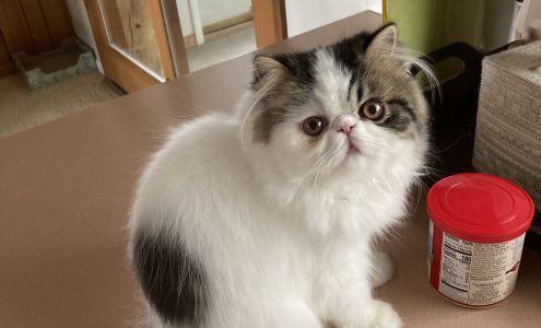 Carbon County Veterinary Hospital Rawlins