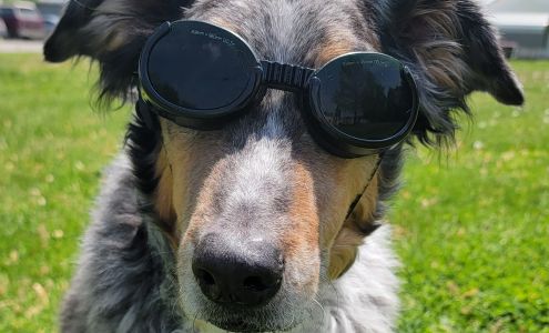 Affordable Vet Care Trenton