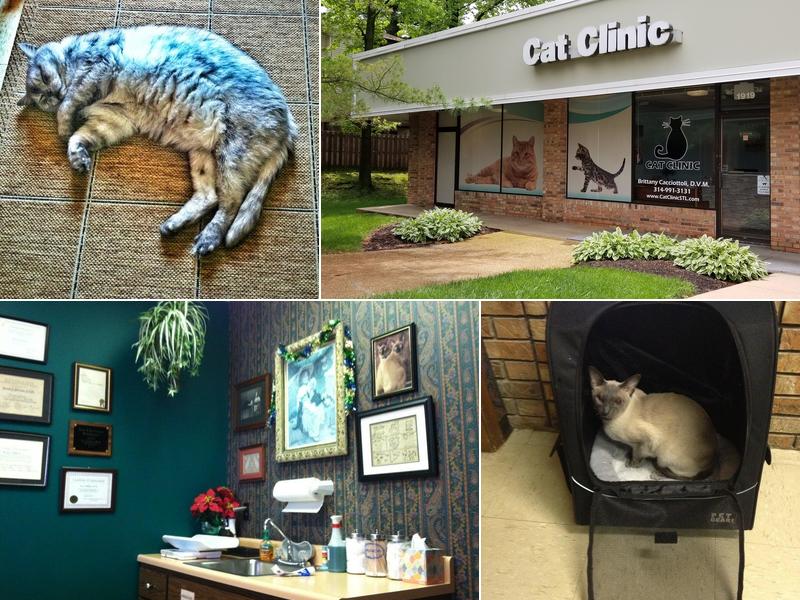 Cat Clinic