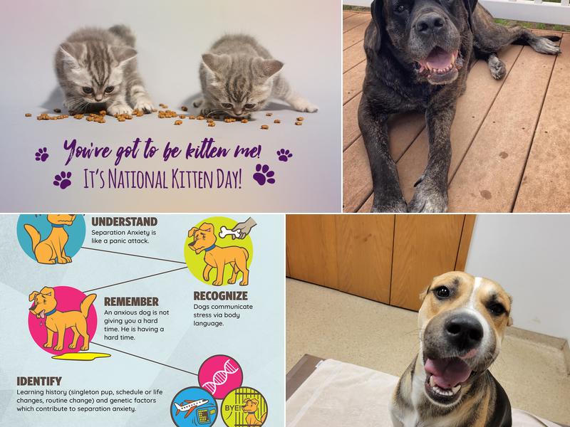 Roscommon Veterinary Clinic