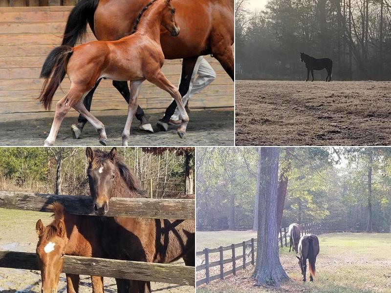 Bridle Creek Veterinary Service