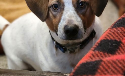 Brinker Veterinary Hospital