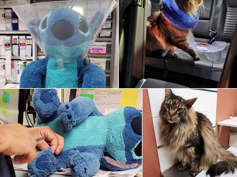 Allen Creek Veterinary Hospital