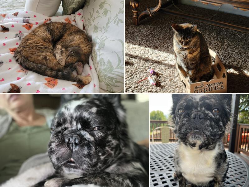 Animal Clinic of Rogue River