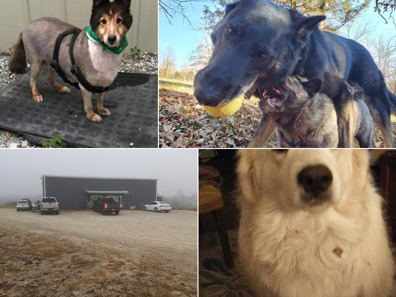 Williams Veterinary Service