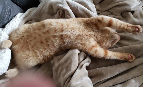 West Plains Veterinary Clinic West Plains