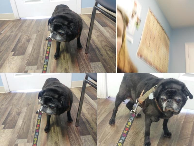 Falcheck Jr William J DVM