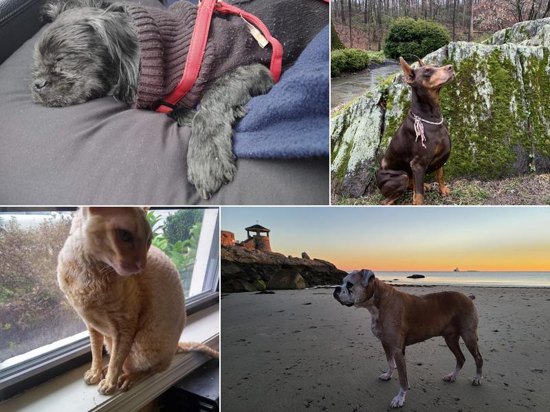 Veterinary Care of Mt Pleasant