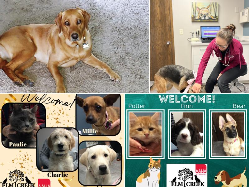 Elm Creek Animal Hospital