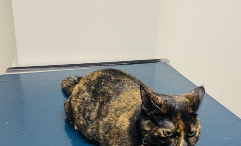 Lake Katrine Animal Hospital Lake Katrine