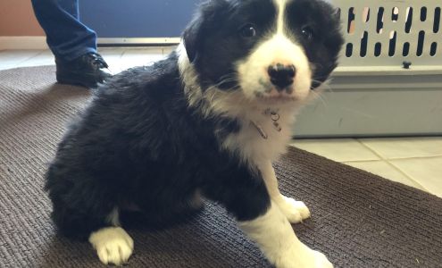 North Country Veterinary Services, LLC 9251 Lake St, Ellsworth Michigan 49729