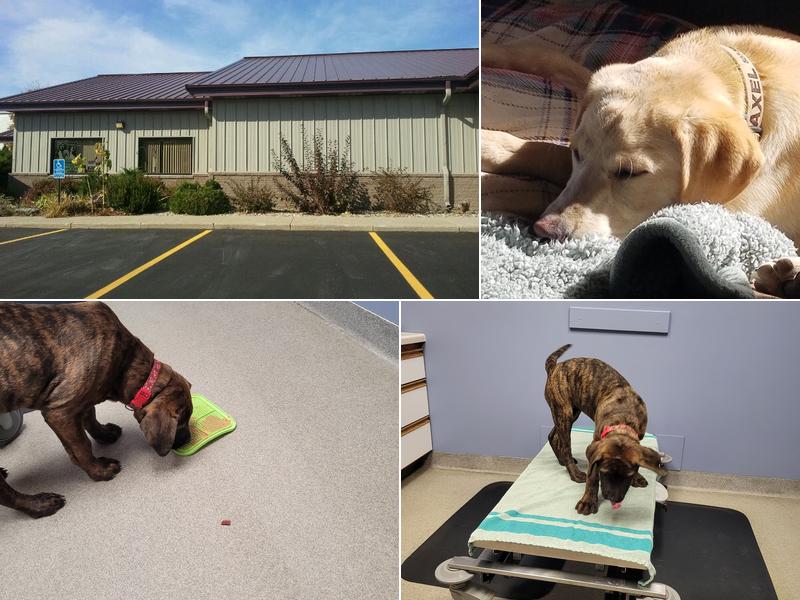 Kind Veterinary Service