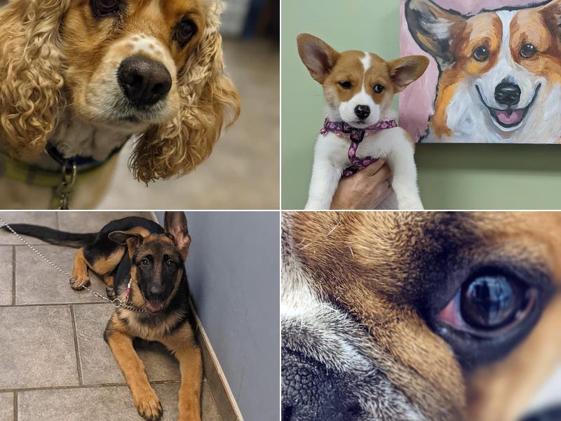 Allendale Veterinary Hospital: Sevalla Kathy DVM