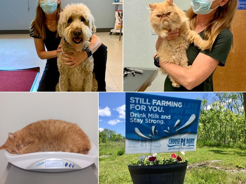 Town & Country Animal Hospital: Grajewski Maria DVM