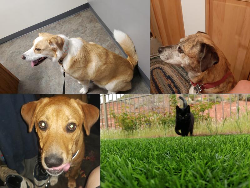 Olde Towne Fenton Veterinary